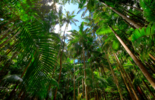 Rainforest Alliance Certifikace - Bureau Veritas